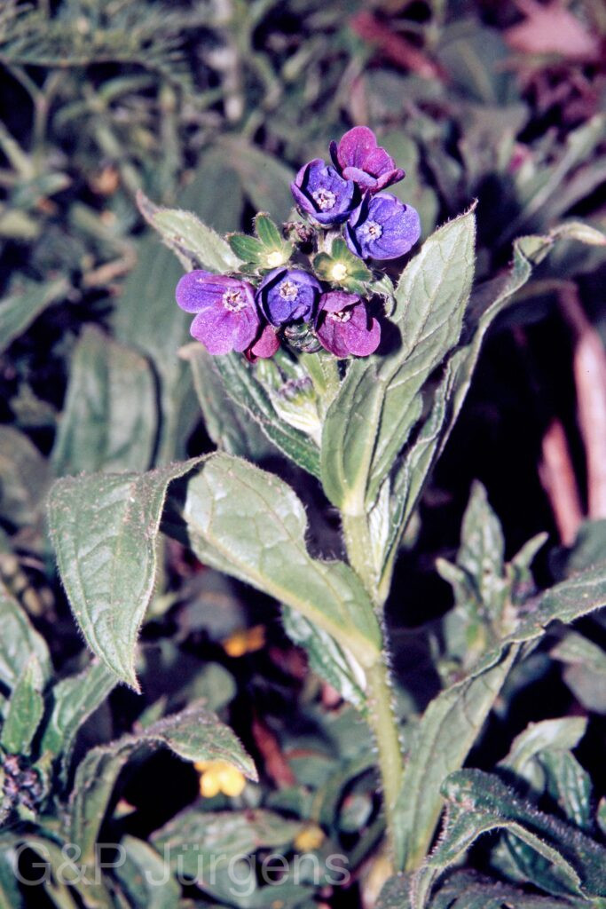 Garh 07 107 ergebnis