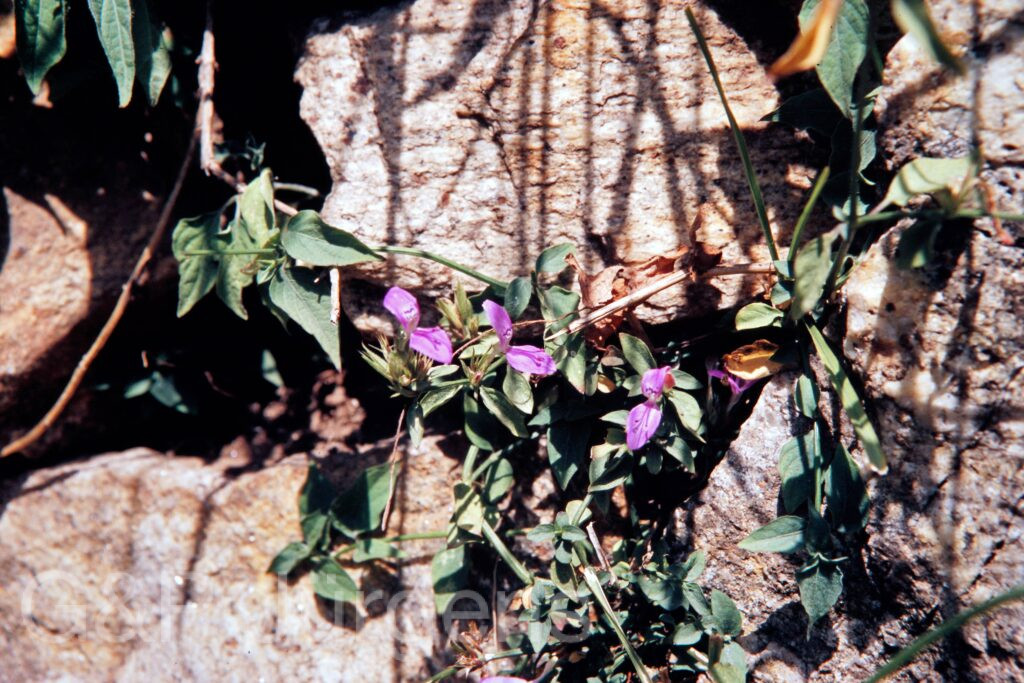 Garh 07 15 ergebnis
