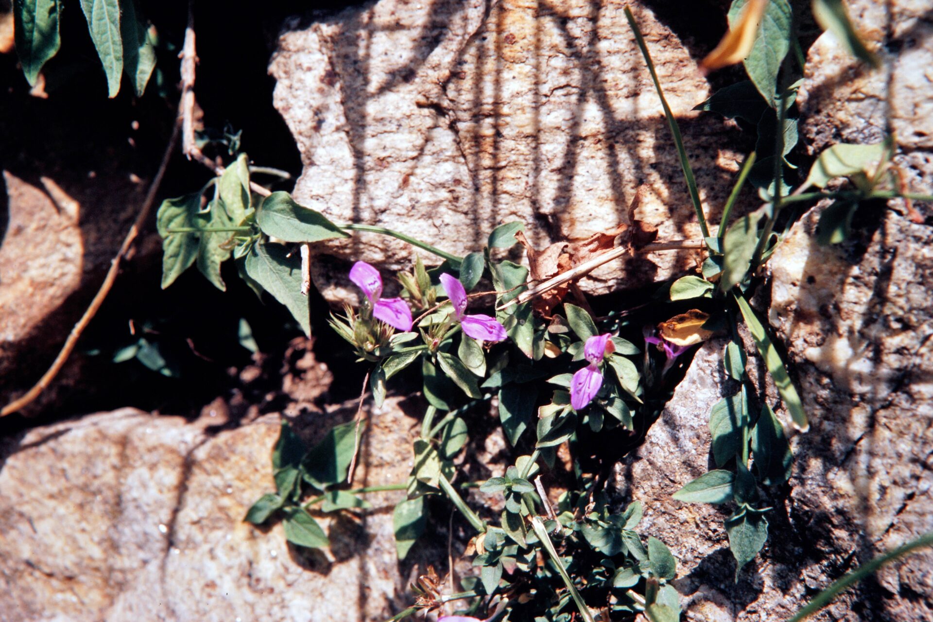 Dicliptera paniculata — Acanthaceae