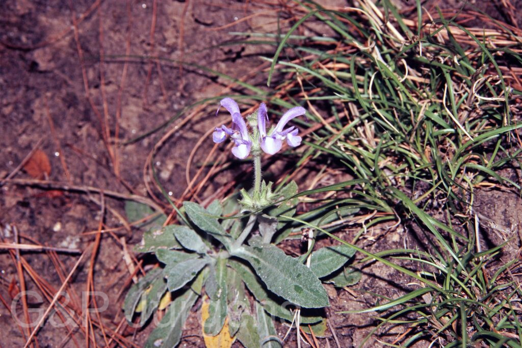 Garh 07 18 ergebnis