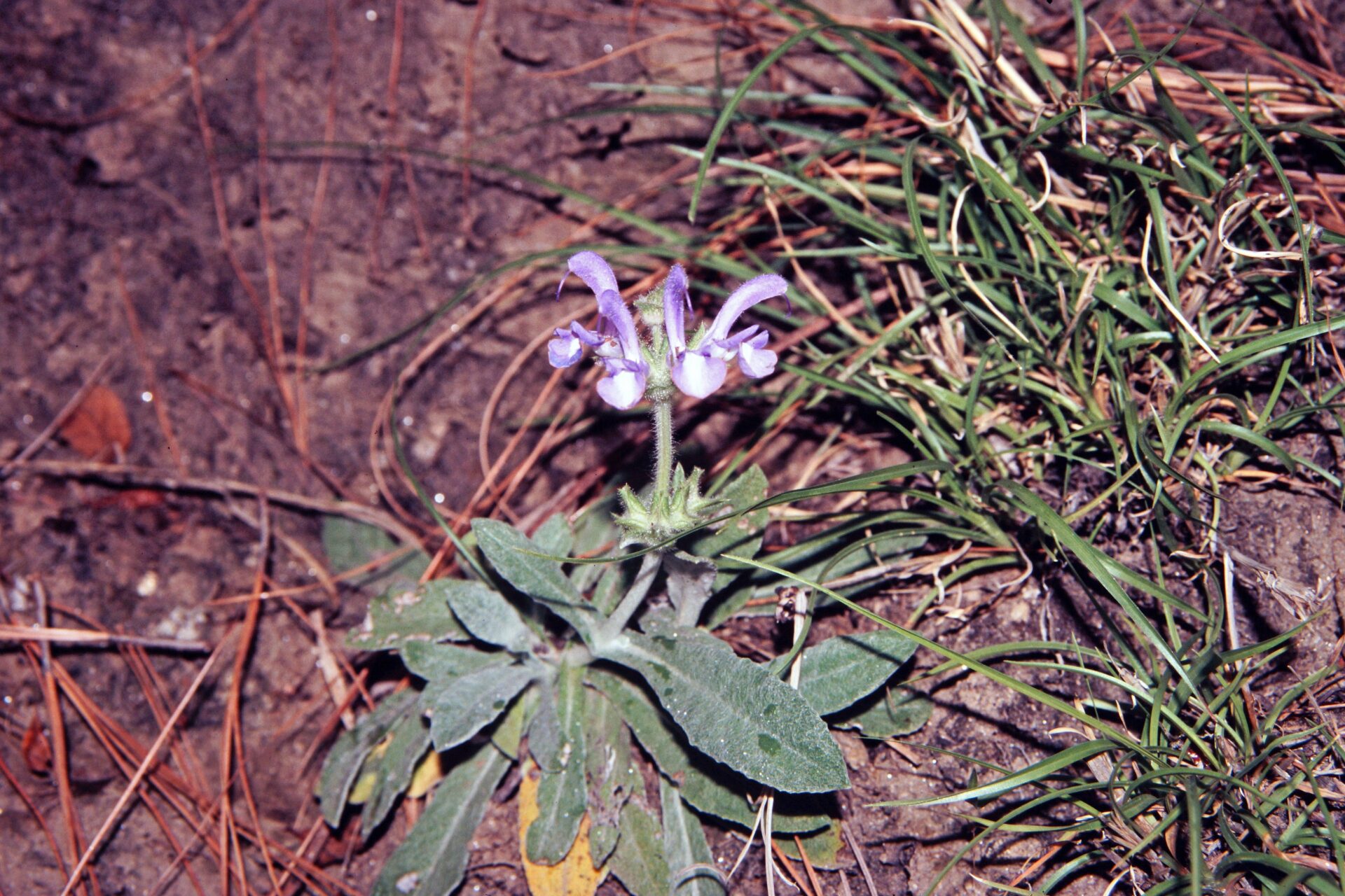 Salvia mukerjeei — Lamiaceae