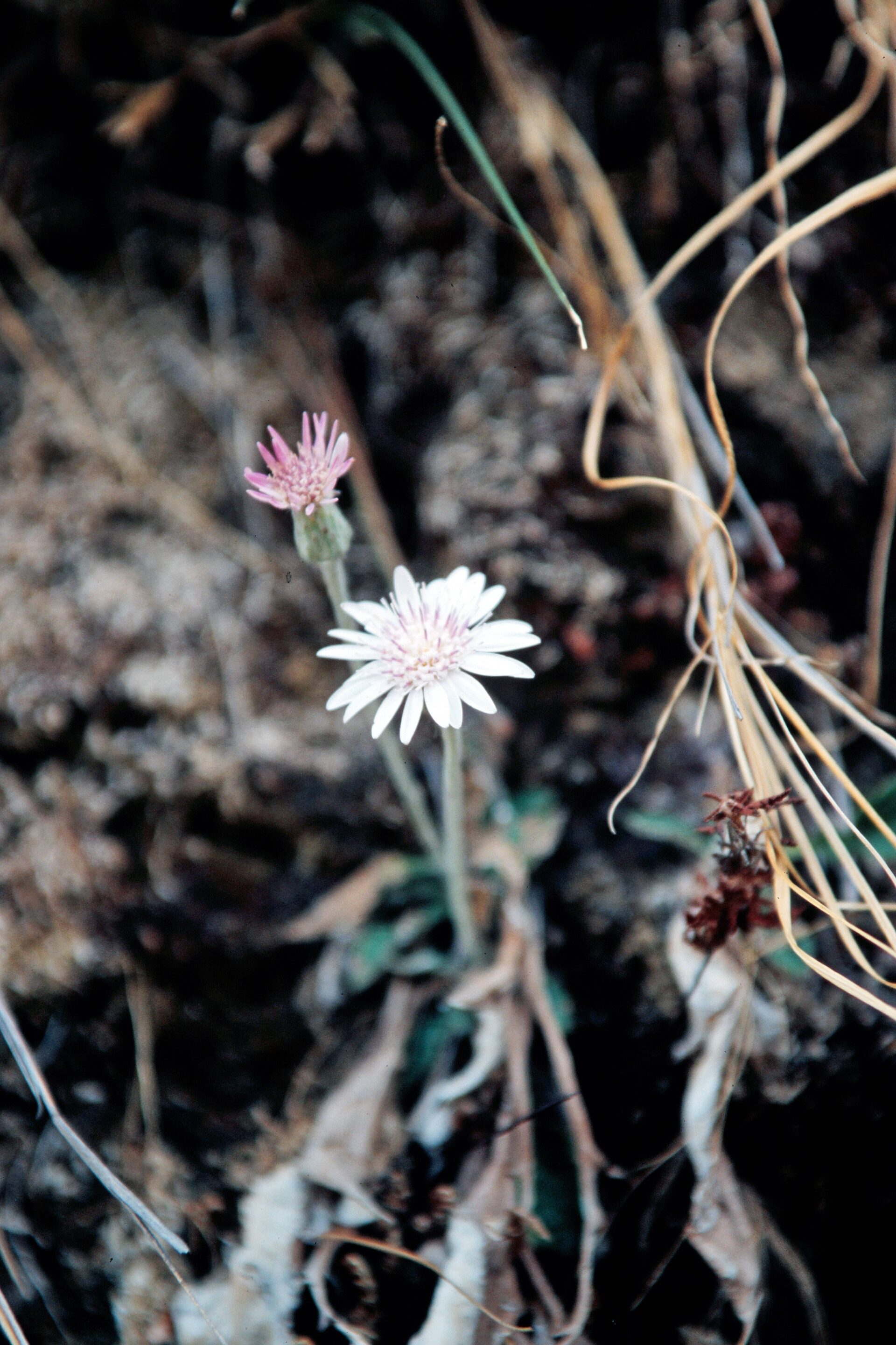 Gerbera gossypina — Asteraceae