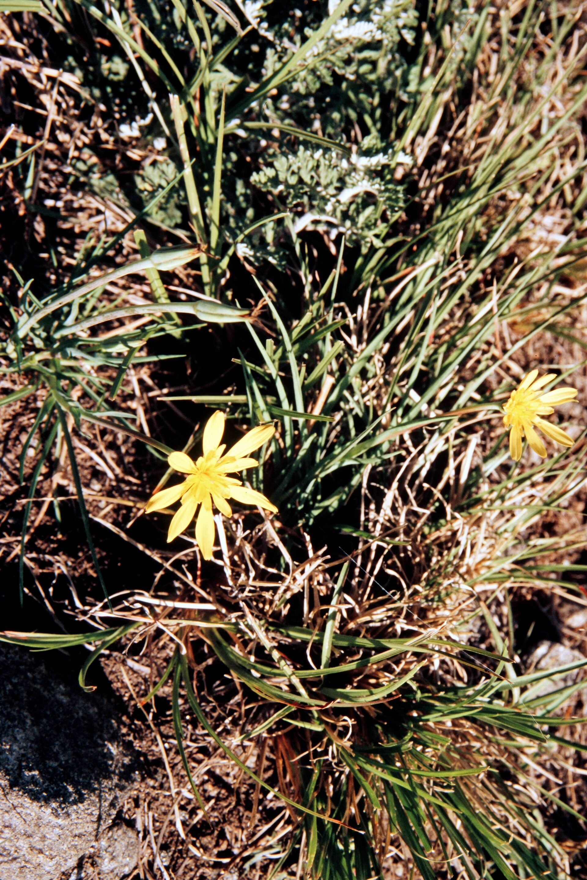 Tragopogon gracilis — Asteraceae