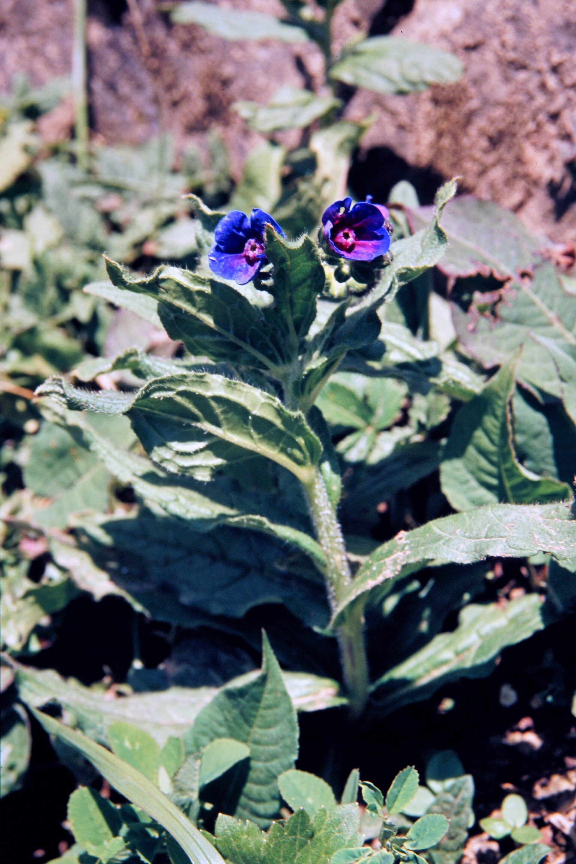 Cynoglossum wallichii — Boraginaceae