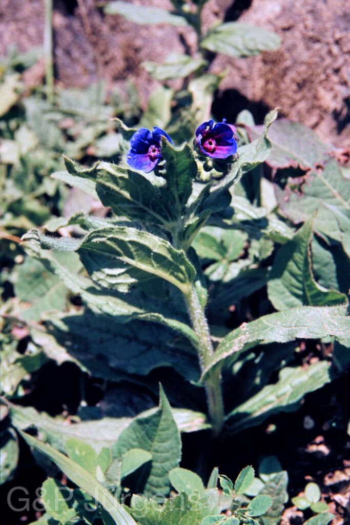 Garh 07 56 ergebnis