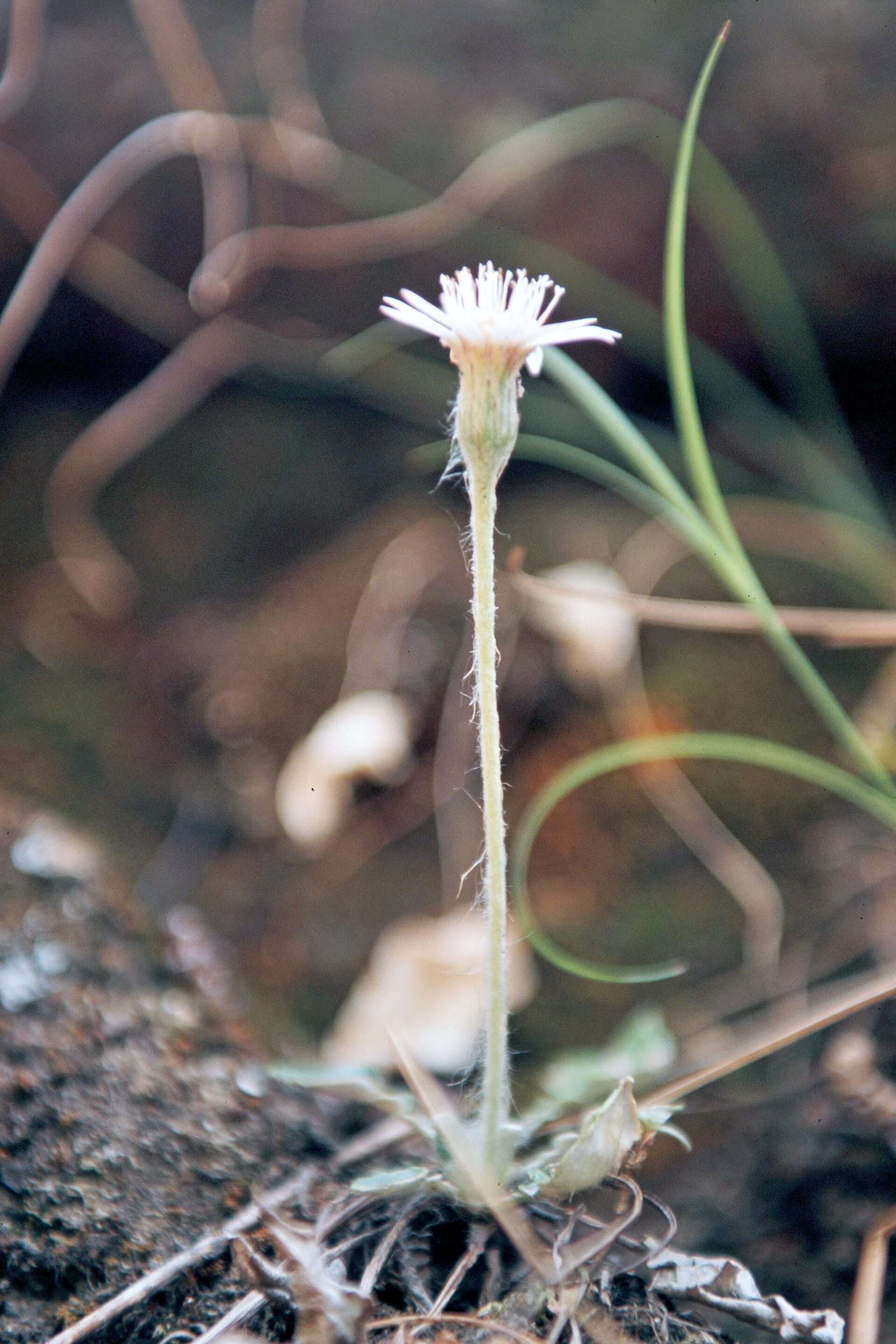 Oreoseris gossypina — Asteraceae