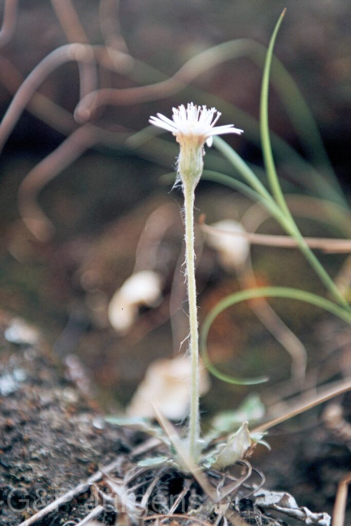 Garh 07 70 ergebnis