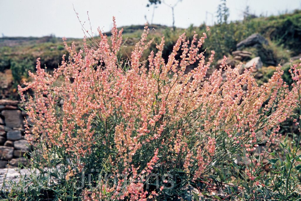Garh 07 77 ergebnis