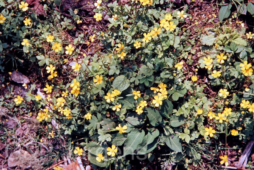 Garh 07 105 ergebnis 1