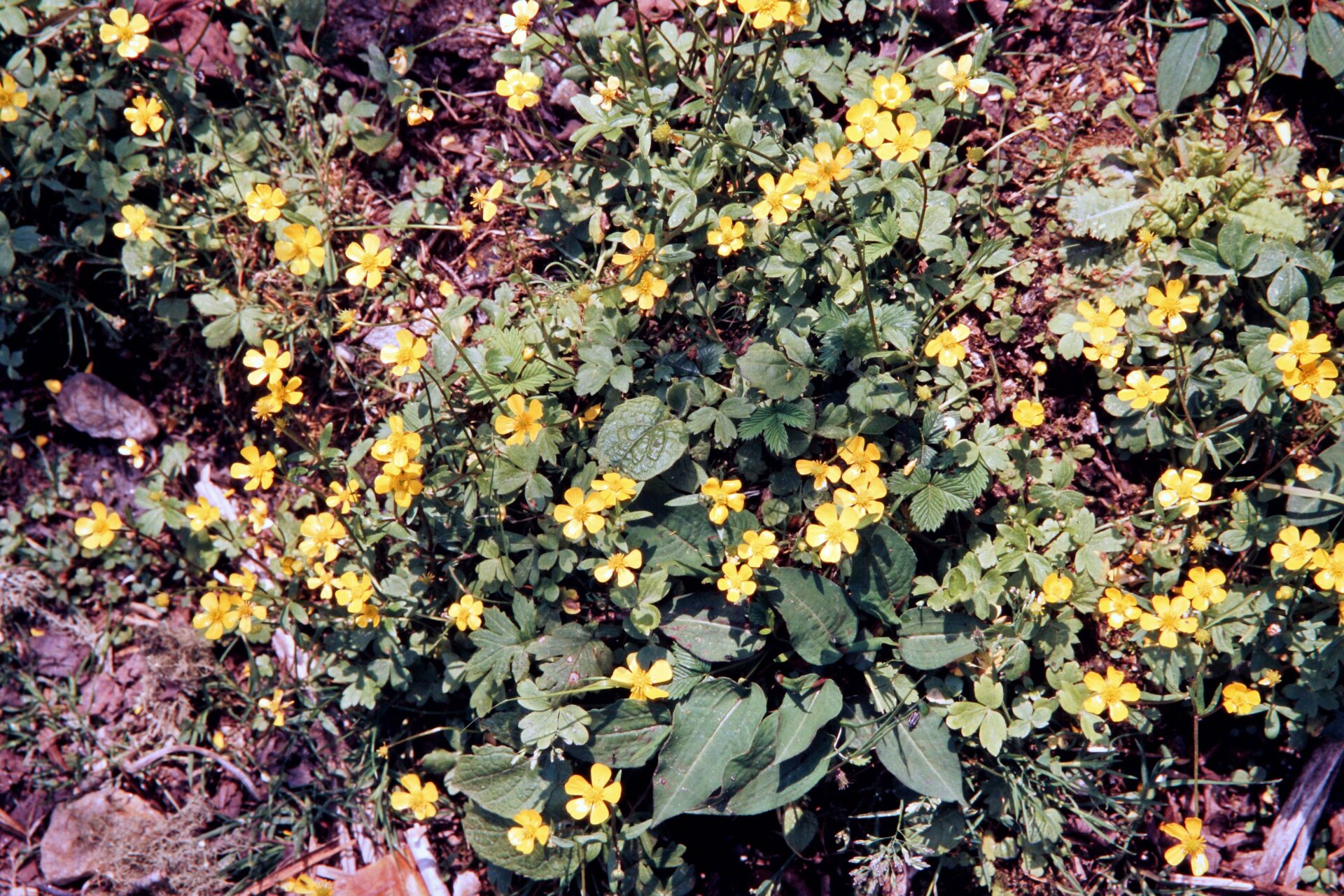 Ranunculus hirtellus — Ranunculaceae