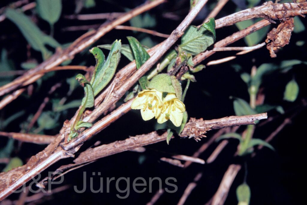 Garh 07 111 ergebnis