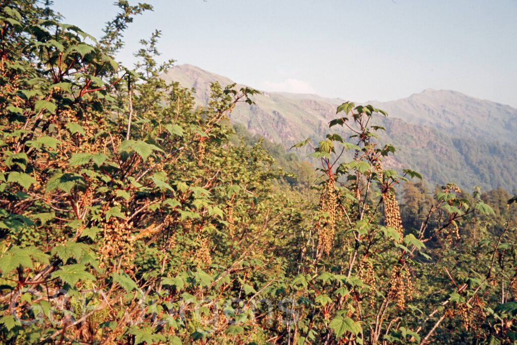 Garh 07 113 ergebnis