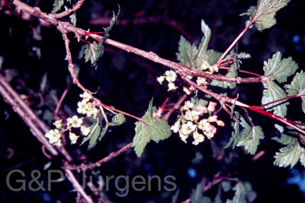 Garh 07 114 ergebnis
