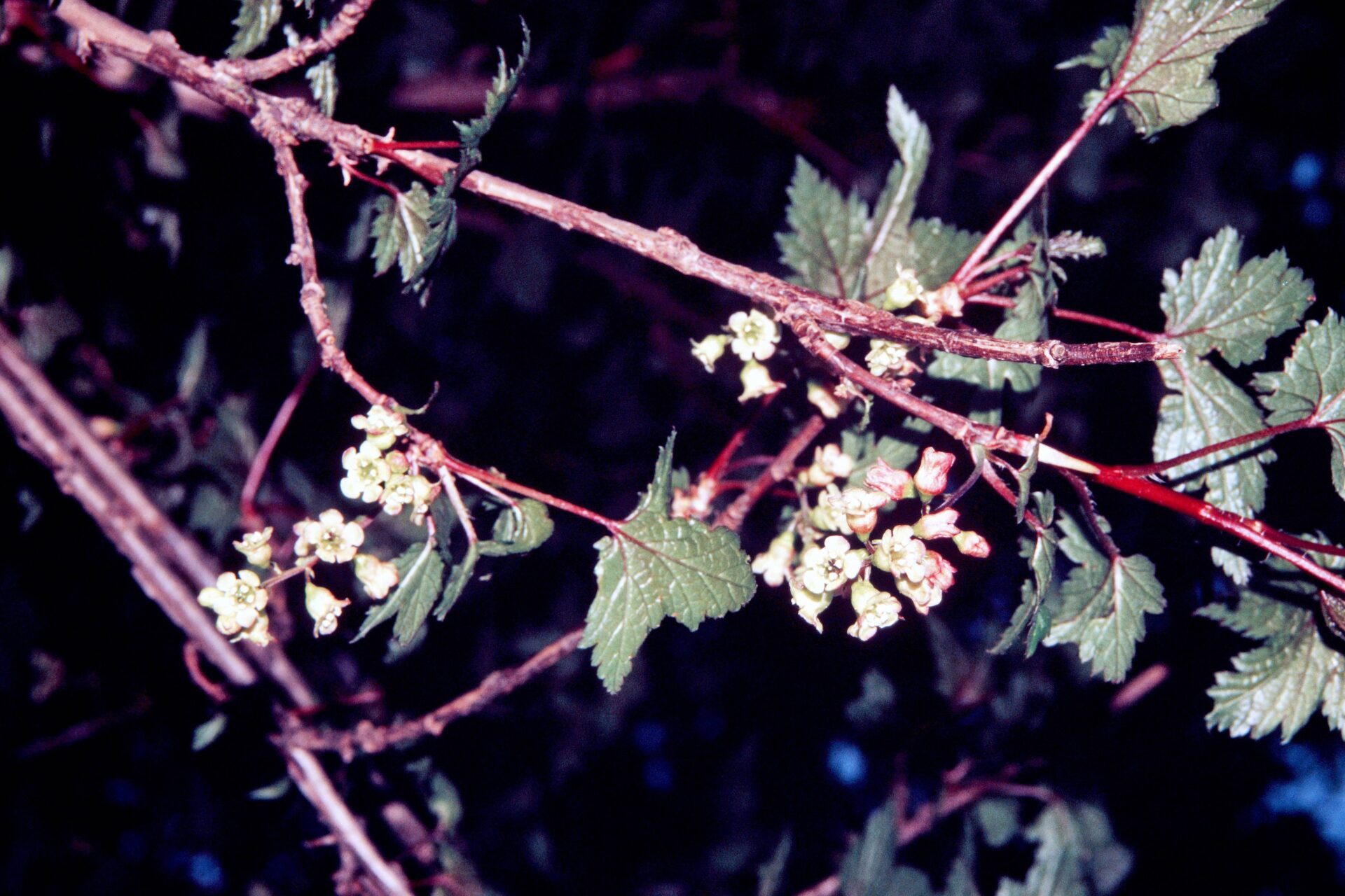 Ribes himalense — Grossulariaceae