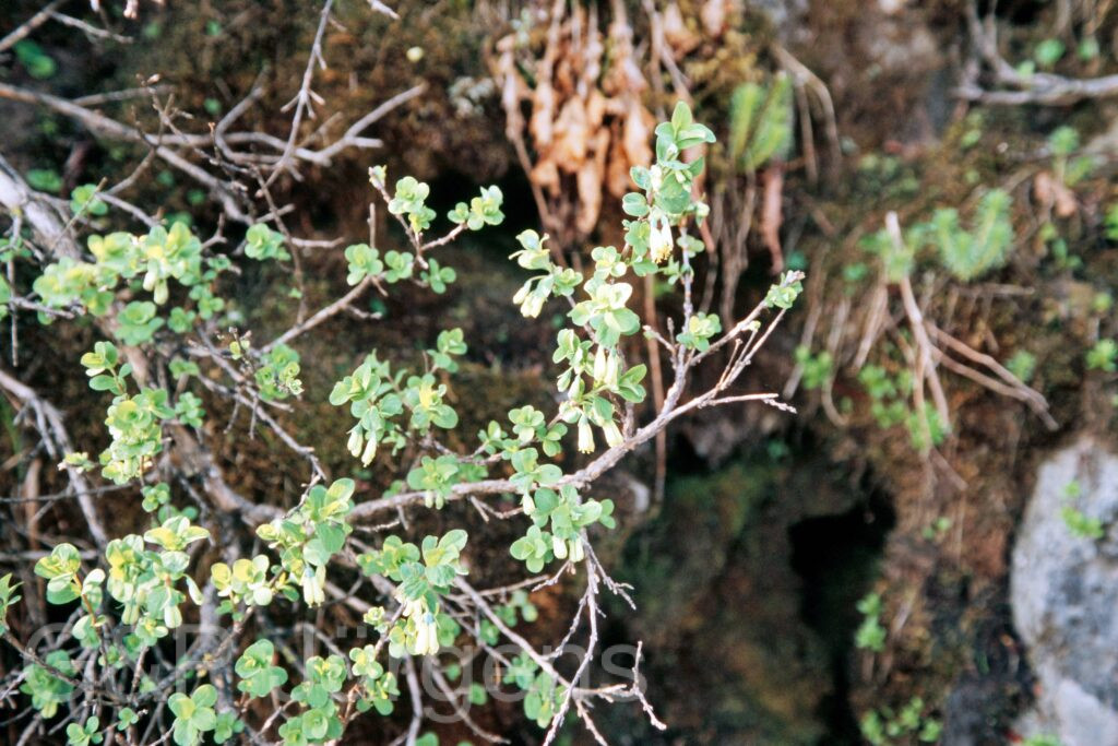 Garh 07 116 ergebnis