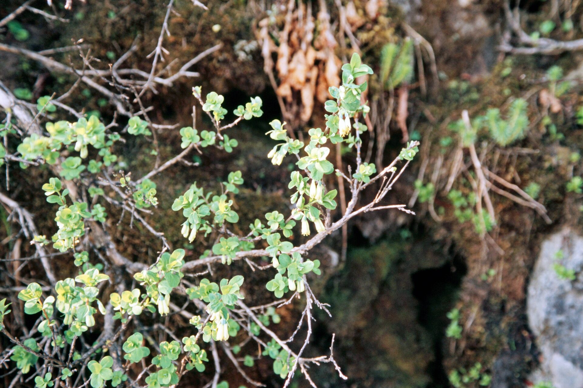 Lonicera obovata — Caprifoliaceae