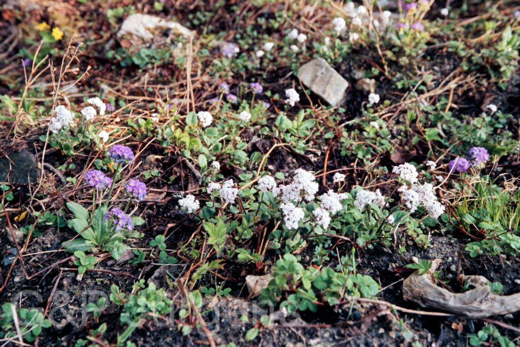 Garh 07 119 ergebnis