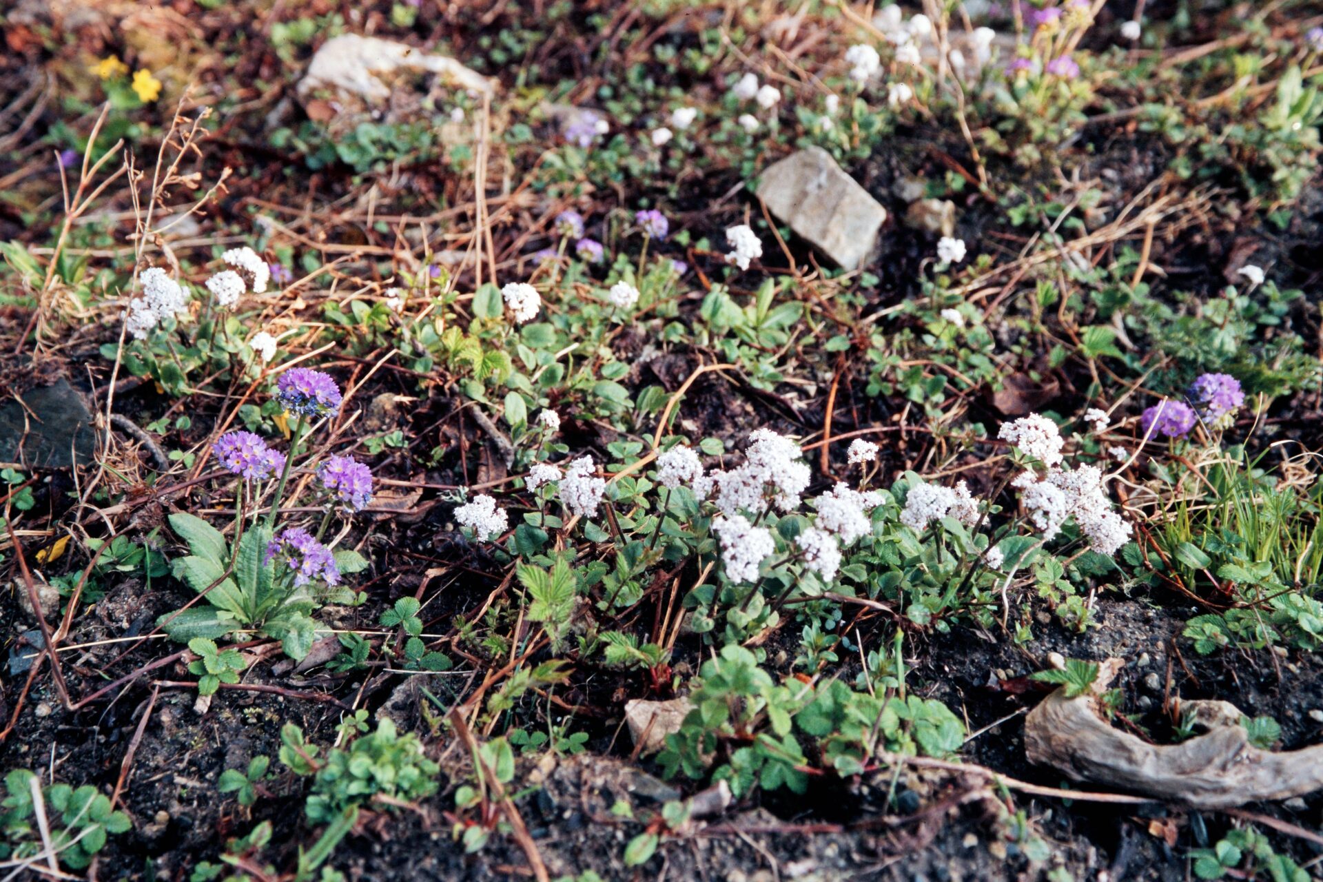 Valeriana pyrolifolia — Caprifoliaceae