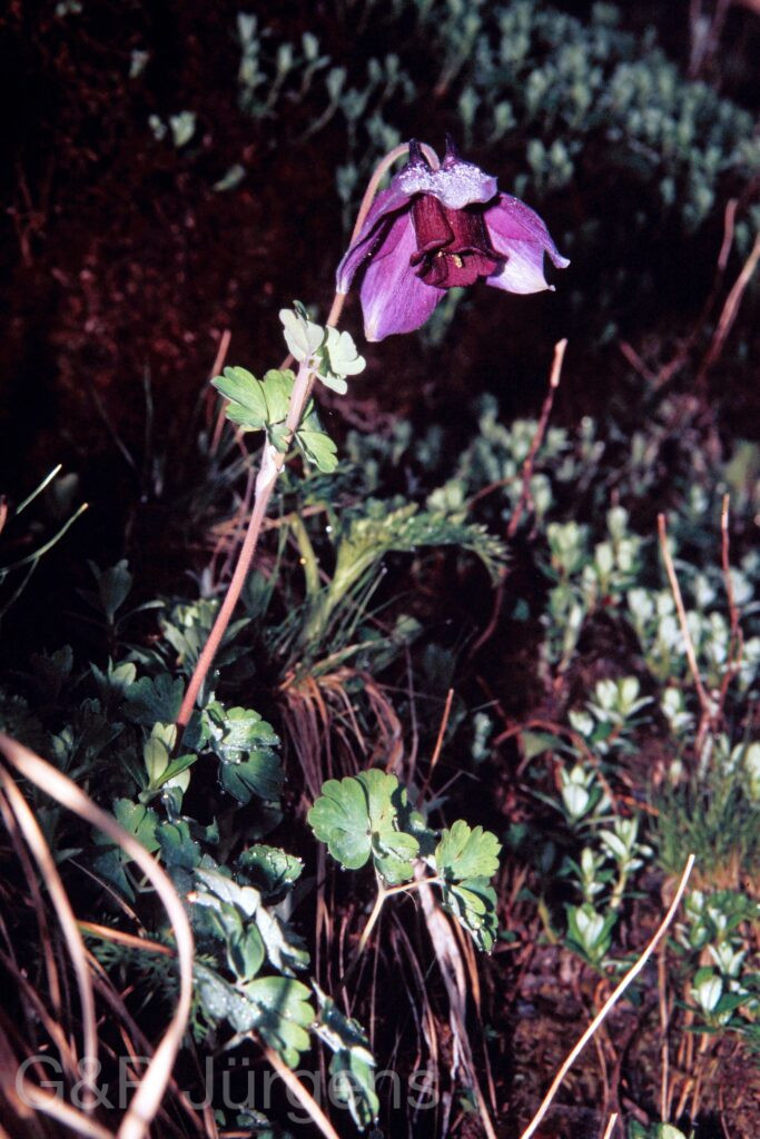 Garh 07 128 ergebnis