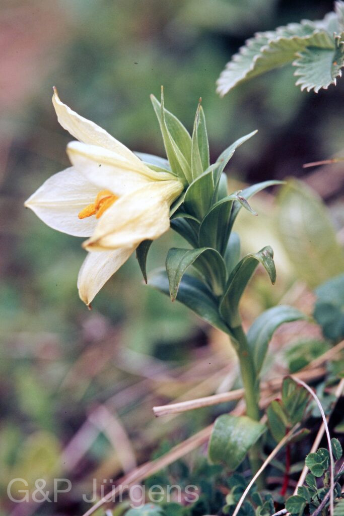 Garh 07 146 ergebnis