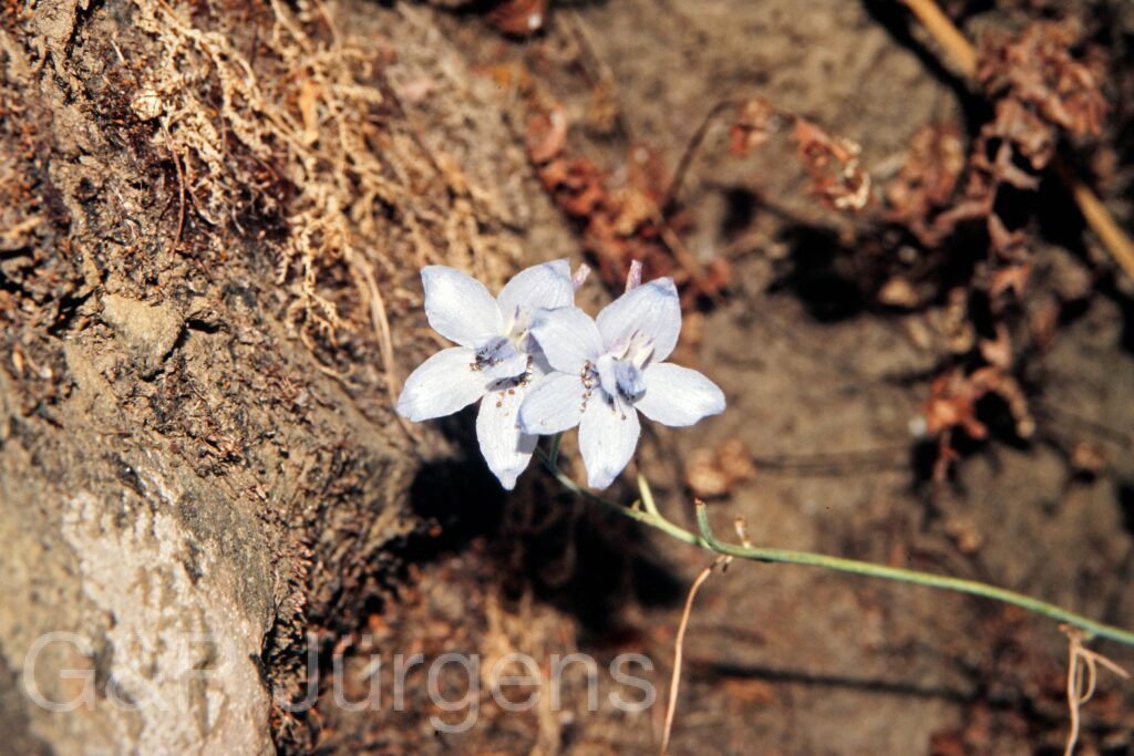Garh 07 298 ergebnis