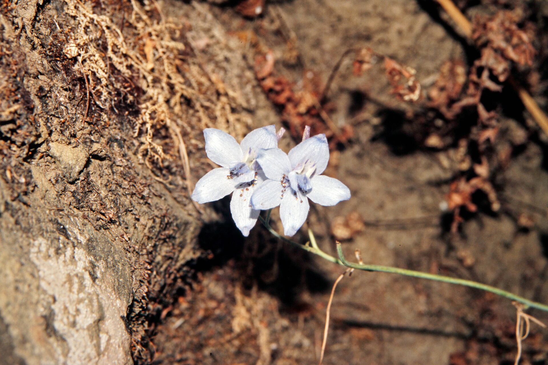 Delphinium denudatum — Ranunculaceae