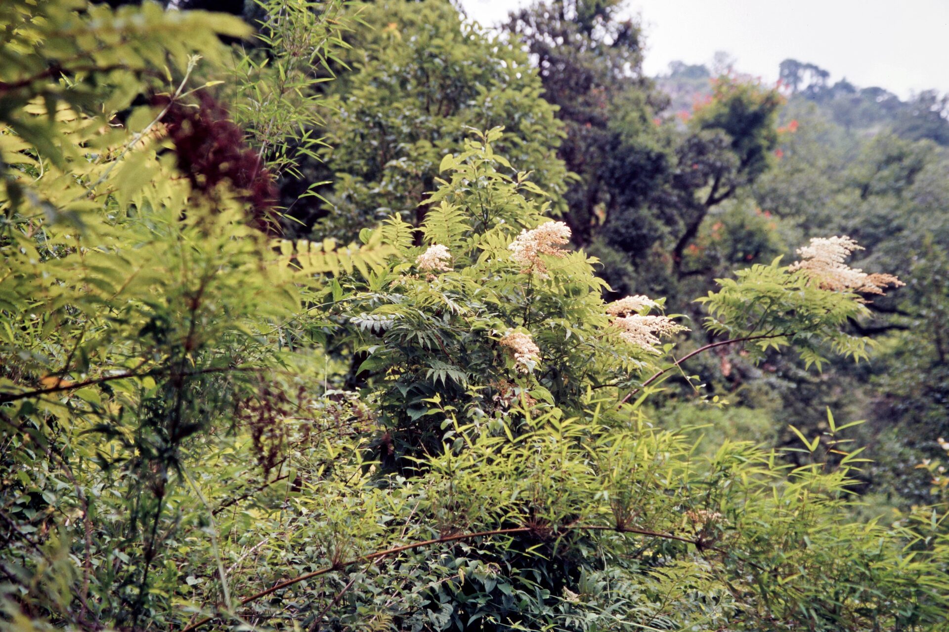 Sorbaria tomentosa — Rosaceae