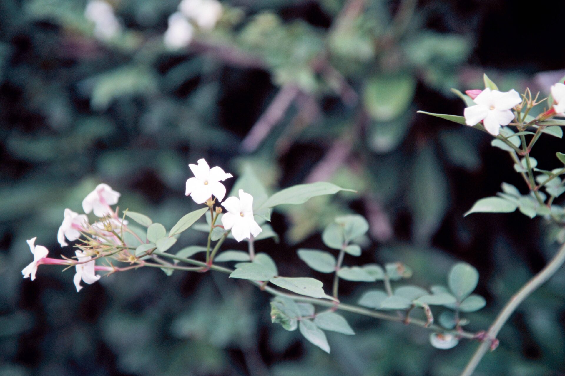 Jasminum officinale — Oleaceae