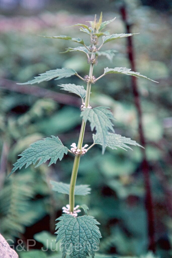Garh 07 310 ergebnis