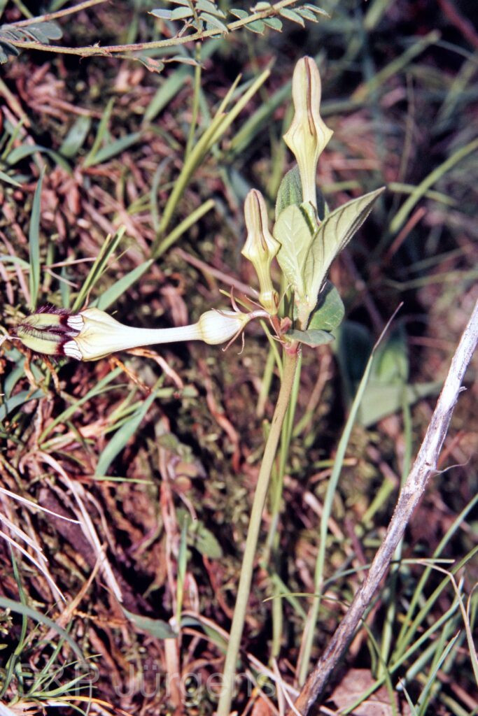 Garh 07 311 ergebnis