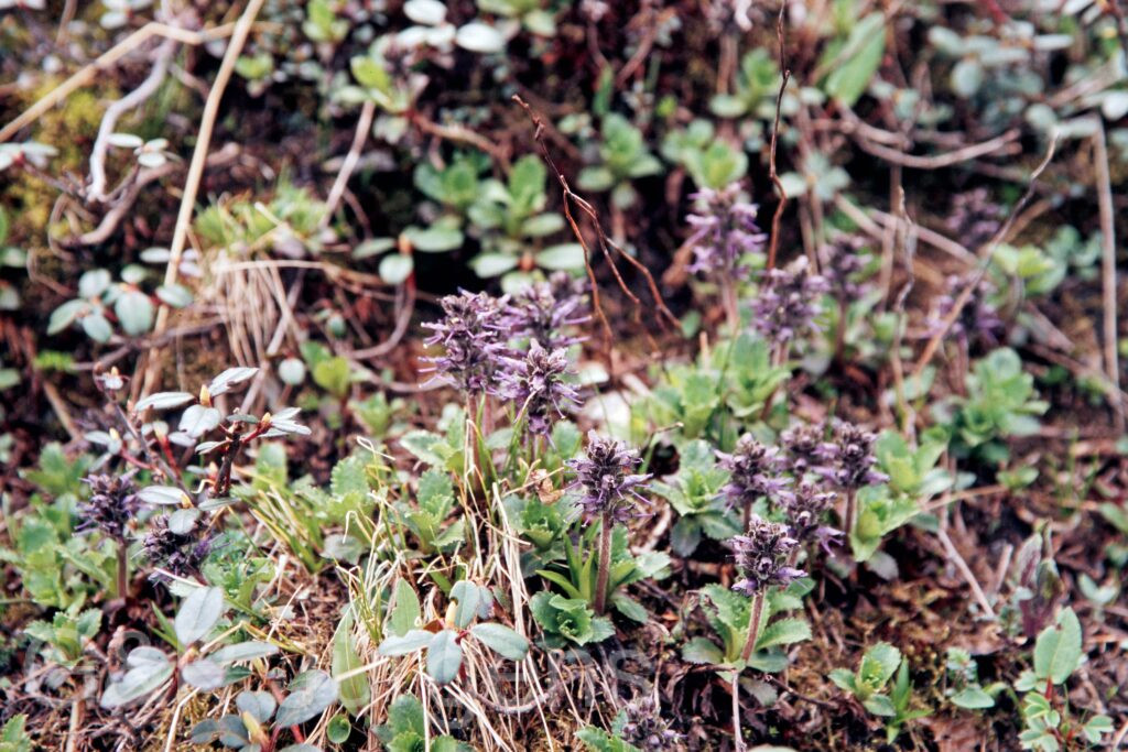 Garh 07 382 ergebnis
