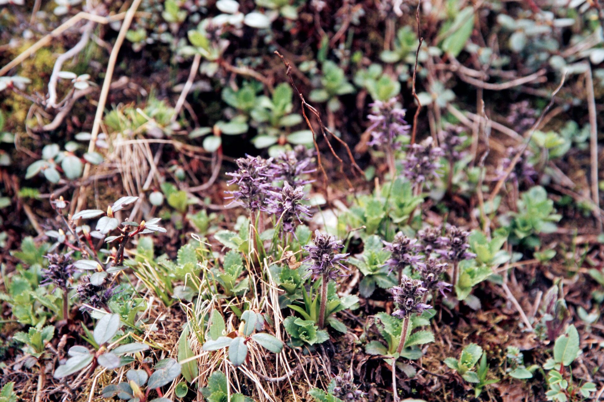 Picrorhiza kurroa — Plantaginaceae