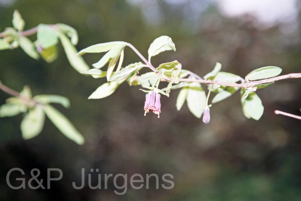 Garh 07 112 ergebnis