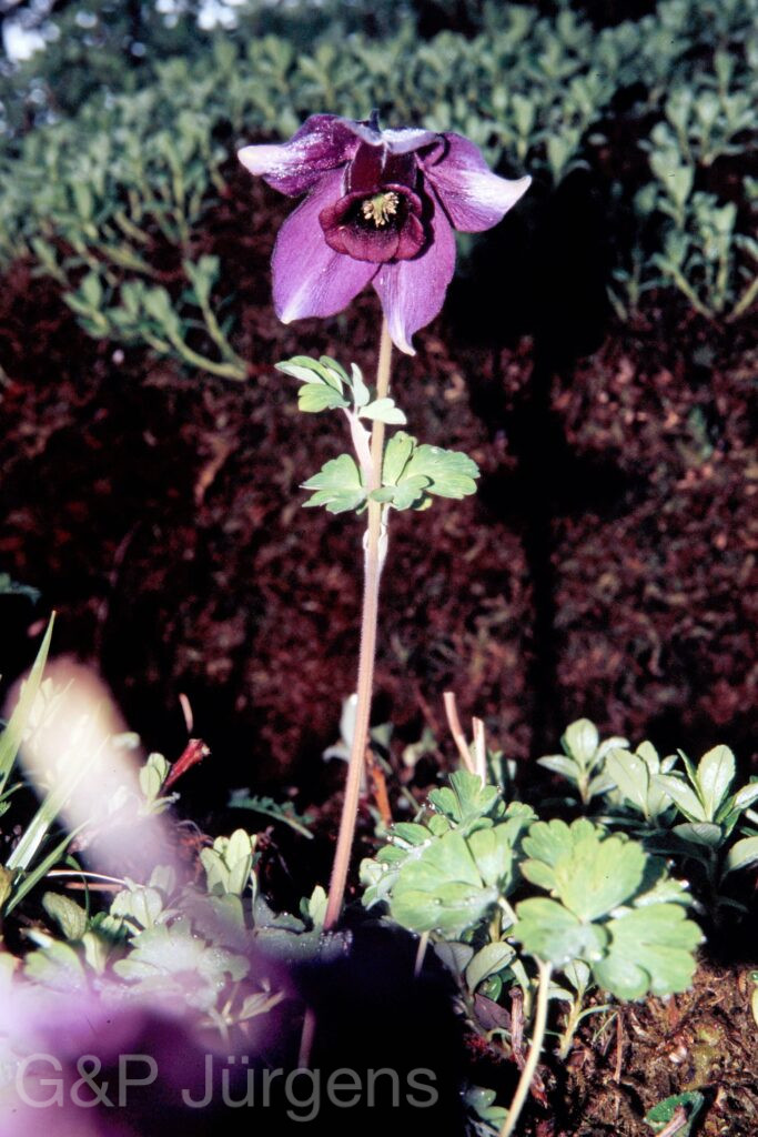 Garh 07 129 ergebnis
