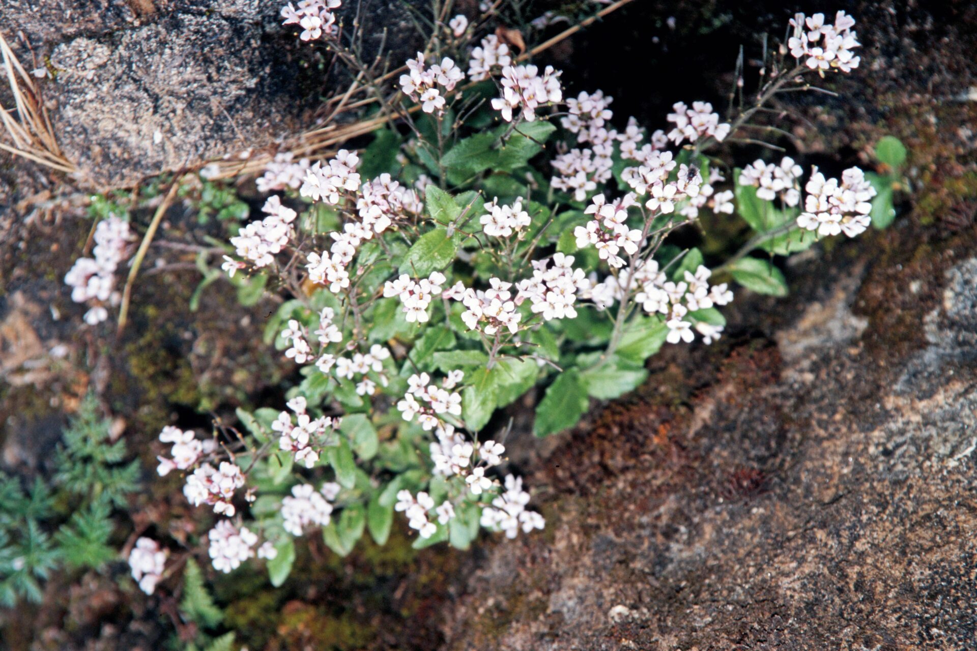 Arcyosperma primulifolium — Brassicaceae