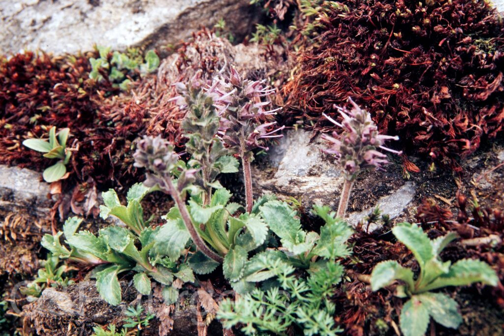 Garh 07 159 ergebnis