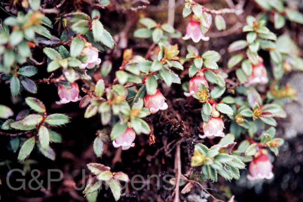 Garh 07 165 ergebnis