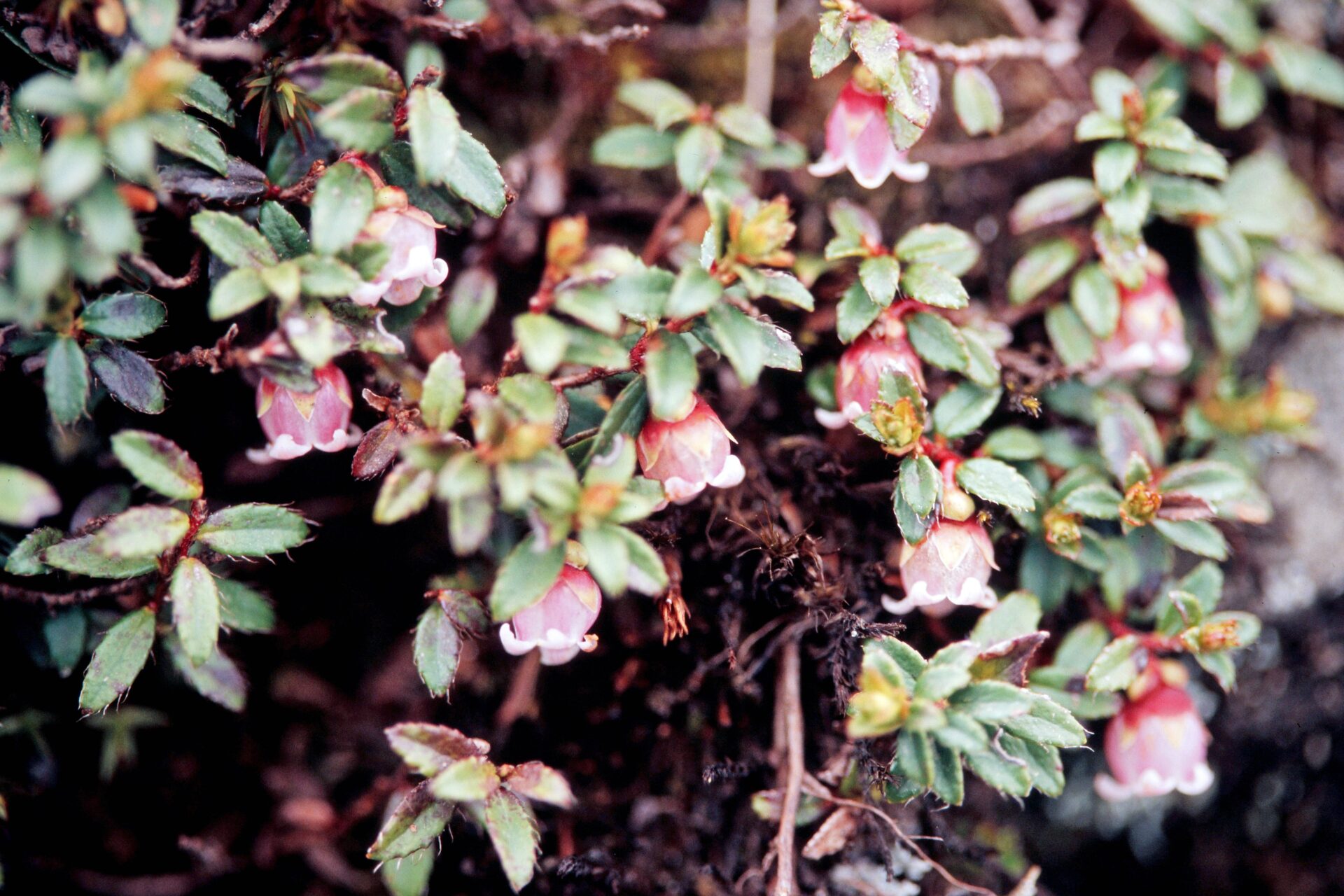 Gaultheria trichophylla — Ericaceae