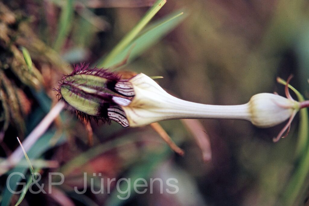 Garh 07 312 ergebnis