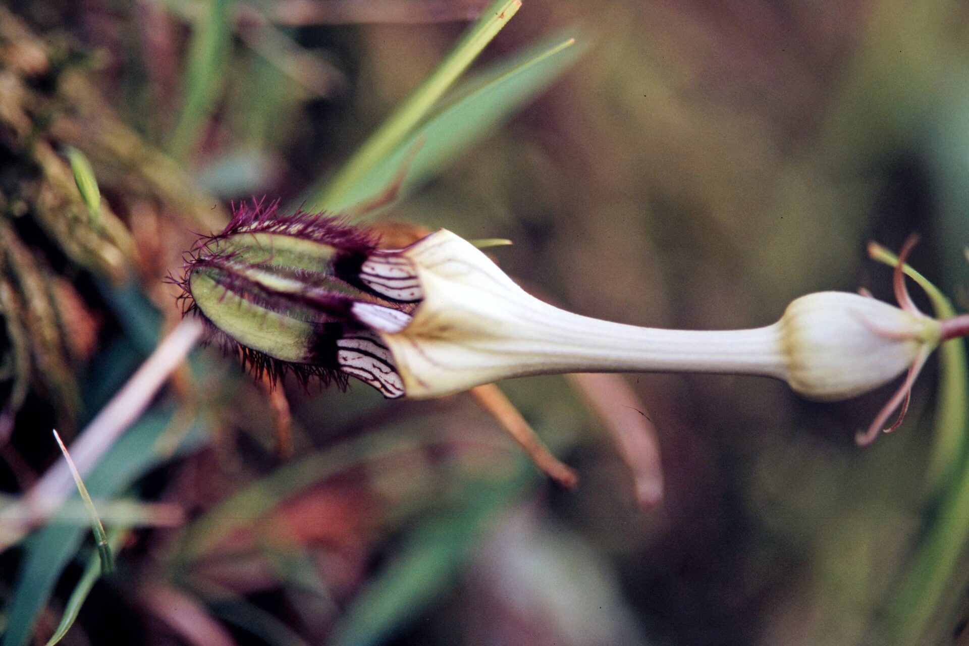 Ceropegia wallichii — Apocynaceae