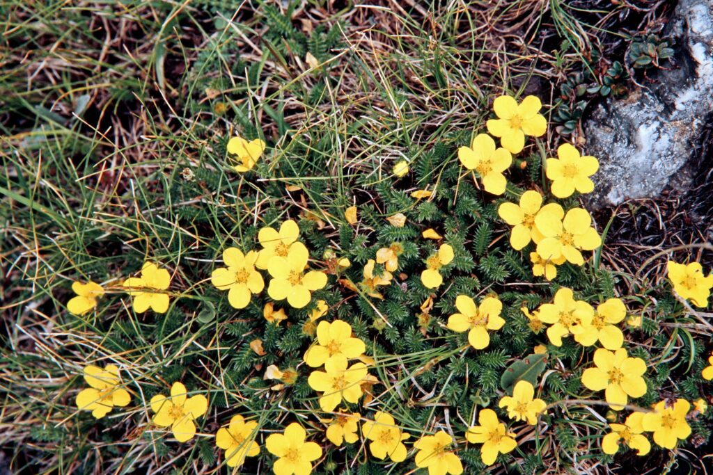 Garh 07 375 ergebnis