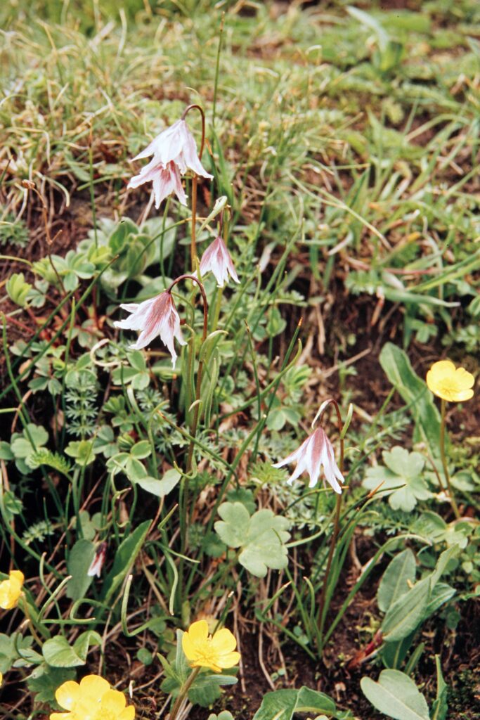 Garh 07 380 ergebnis