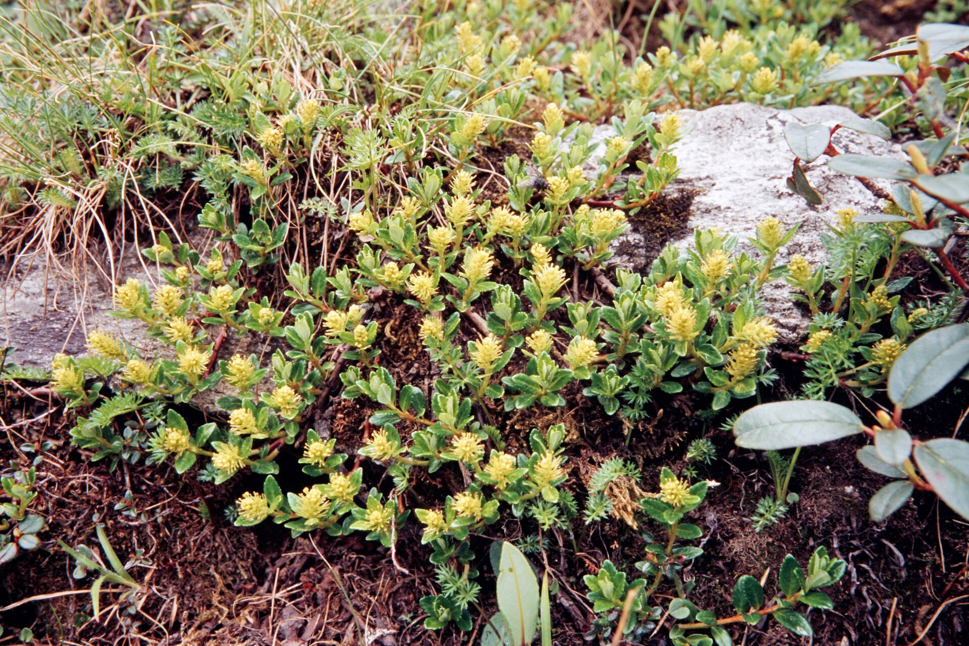 Salix lindleyana