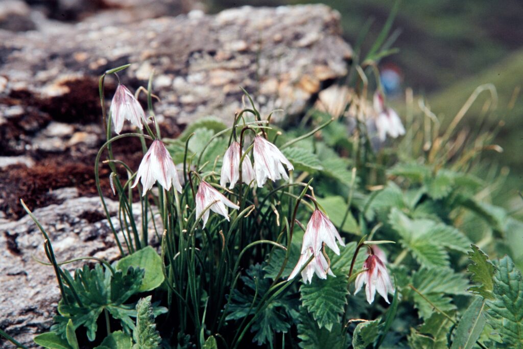 Garh 07 396 ergebnis