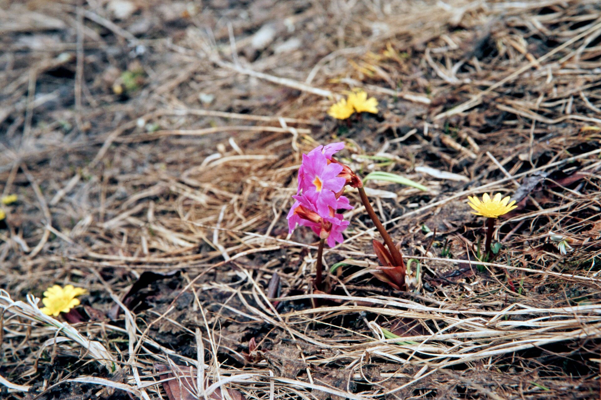 Primula rosea — Primulaceae