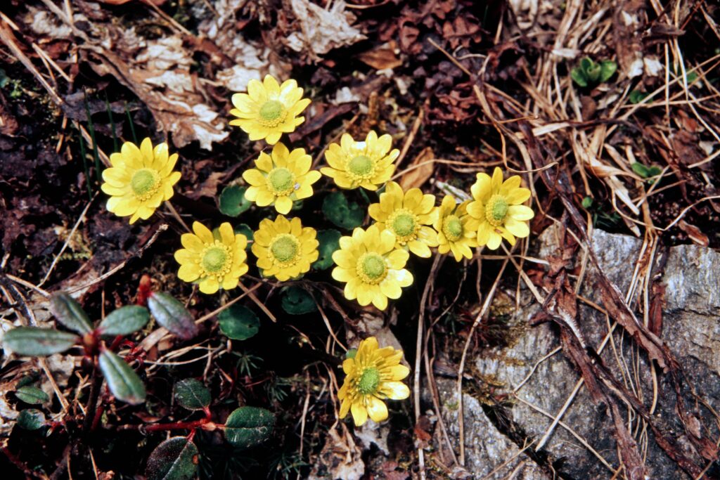 Garh 07 409 ergebnis