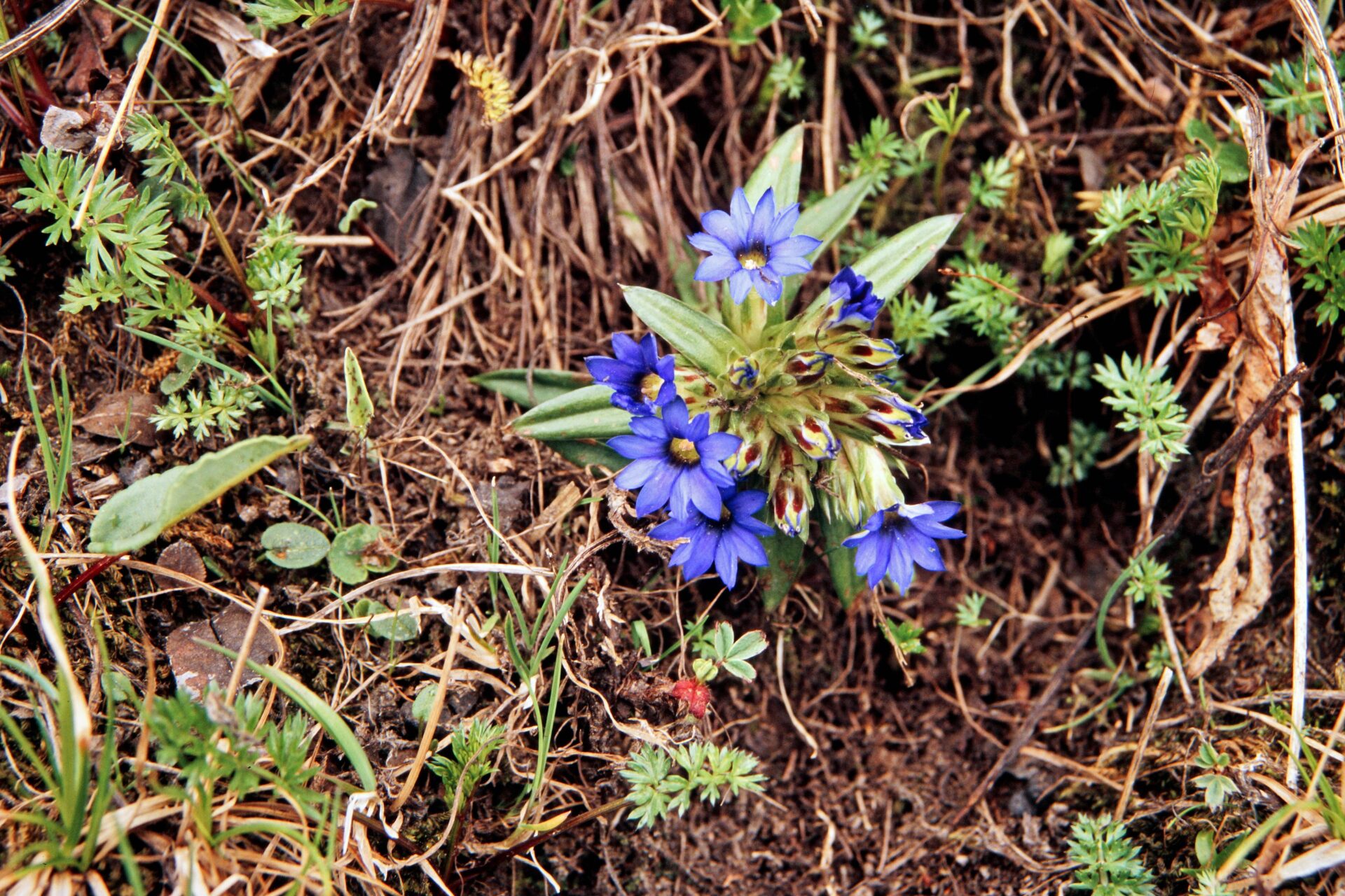 Gentiana capitata — Gentianaceae