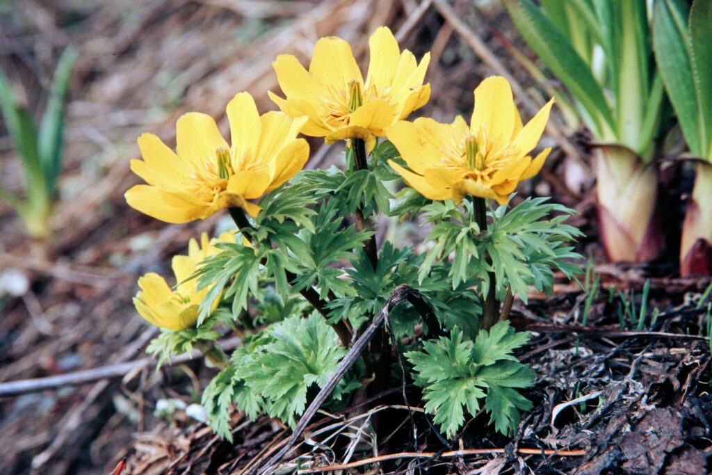 Garh 07 439 ergebnis