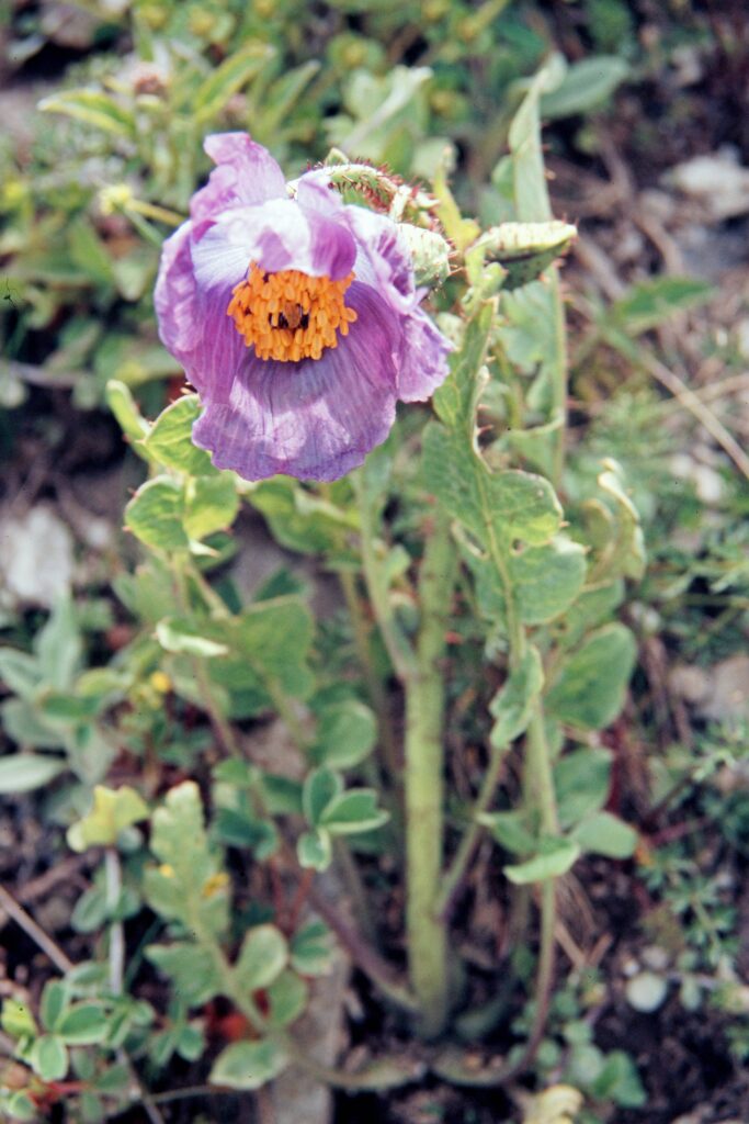 Garh 07 447 ergebnis