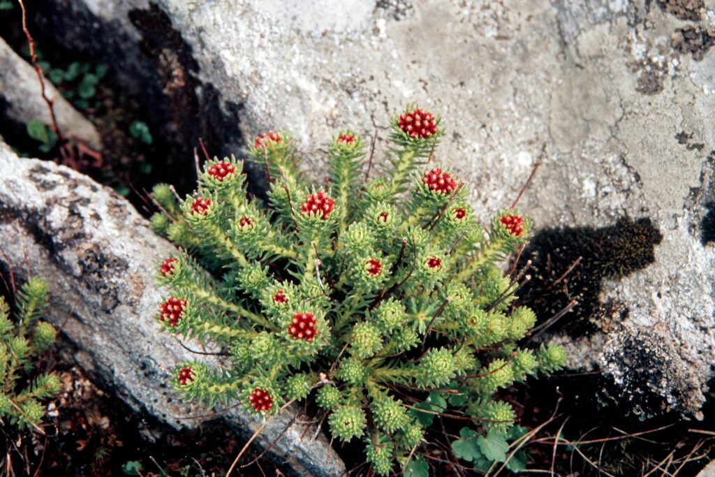 Garh 07 455 ergebnis
